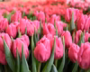 【ホワイトディにチューリップ】濃ピンク色　ピンクマジェスティ10本