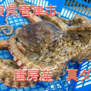 鮮度抜群・唐津市唐房産　真ダコ！！　獲れたてを茹で真空パック！