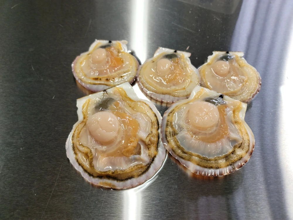 『１２月お届け予約』北海道噴火湾‼️活ホタテ食べ比べセット(剥きベラ付き)