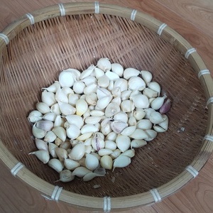 植物性ミネラル肥料×ニンニク×栽培期間中農薬不使用
