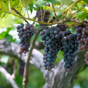 【9月1日発送開始】【自然栽培】とても甘い山形県産スチューベン