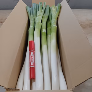 ✅＜土曜サタデー特売＞❗️L/2Lサイズ混合 皮むき白ネギ18本⭕️クール便