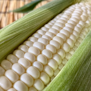 【今期は終了】ありがとうございました。白い甘いとうもろこし【ホイップコーン】