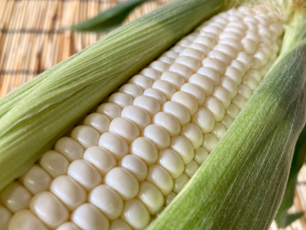 【今期は終了】ありがとうございました。白い甘いとうもろこし【ホイップコーン】