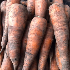 【農薬・肥料　不使用】泥付きにんじん（黒田五寸：固定種）10kg