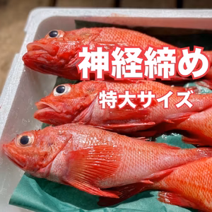 神経締め【知床らうす直送】特大キンキ2尾セット