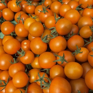 冷蔵に便利な平トレイ！朝どれ・完熟収穫をすぐ直送！ミニトマト「オレンジパルチェ」