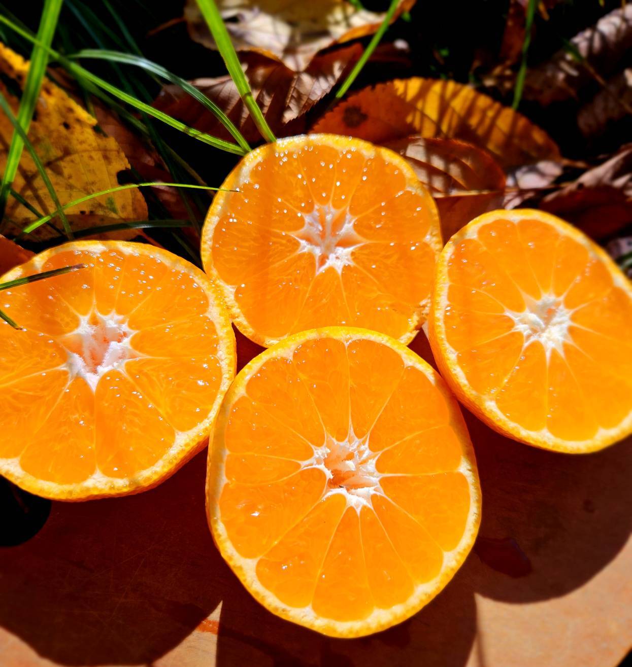 みかん。出品 2026年1月中旬より順次発送】甘さと酸味がマッチした清水のミカン