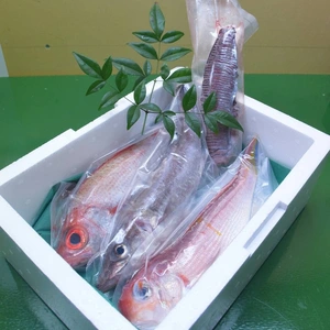 冷凍！【お試し】勝浦渡船が選ぶ旬の魚セット！何が入るかお楽しみ！冷凍魚BOX