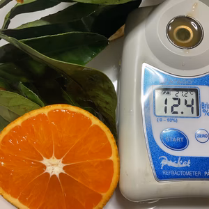 みかんB級無農薬　自然肥料除草剤不使用家庭用　わけあり