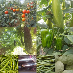 朝採り！無農薬無化学肥料 信州伊那谷★旬の野菜セット 8/24発送