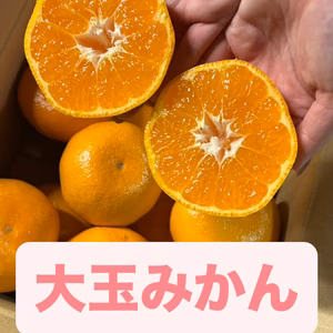  【ご家庭用】食べ応え抜群！（大玉）有田みかん！ 