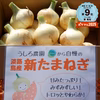 希少な淡路島の新玉ねぎ！