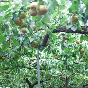 茨城県産  大人気の幸水  歴史ある伝統の甘くておいしい梨