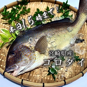 【本日15時まで！】血合いが綺麗な白身魚「コロダイ」（2.3kg）　