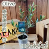 オリーブ苗　ひなかぜ