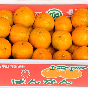 5kg 贈答用ポンカン