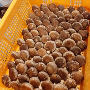 クール菌床椎茸 規格お任せセット丸玉 採取地長野産　菌床原産群馬県　農薬不使用