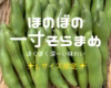 ★4月下旬発送★朝穫れ！Ｌサイズ 「そら豆（さや付き）」