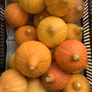 福島　高原のコリンキー