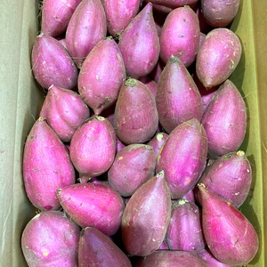 今季ラスト！熟成シルクスイート　丸型　Sサイズ