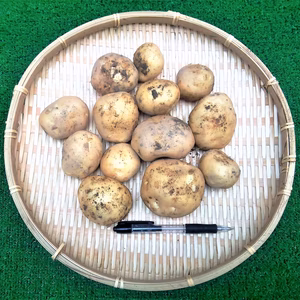 【おすすめ商品】馬鈴薯　農薬不使用（無農薬）栽培