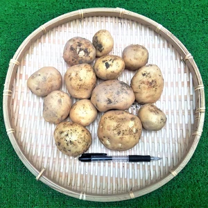 馬鈴薯　出島　農薬不使用（無農薬）栽培