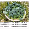 ブロッコリー【新鮮！可愛い！手間いらず！脇芽orカット】