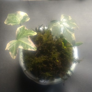 【自分で作る楽しさ！苔玉（こけだま）】◆植物は付属無し◆好きな植物をアレンジ♪直