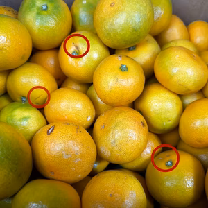 『はさみ傷ありみかん』有田みかん サイズ混合(箱込5kg)