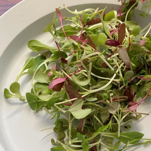 【年末限定発送】お得なマイクロリーフ100ｇ　大容量パック 　※12/28発送s