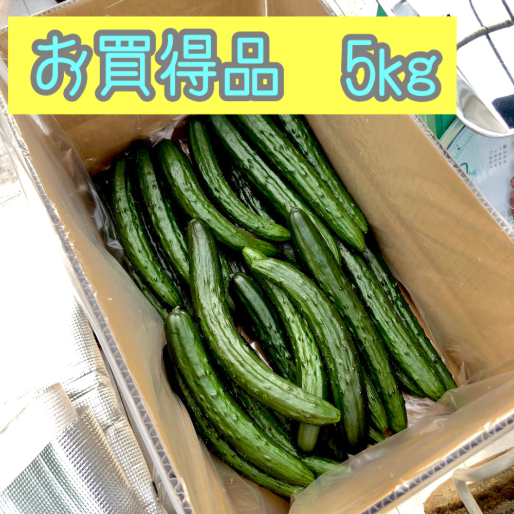 キュウリ お買得品 5kg 朝取れ サラダ 宮崎県産｜きゅうりの商品詳細