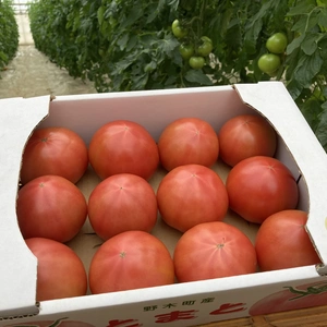【謹製】おのトマト農園の大玉トマト※農カード付