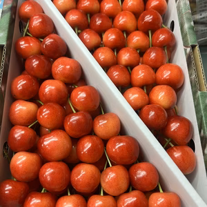 早い者勝ち‼️紅テマリ　1キロ　