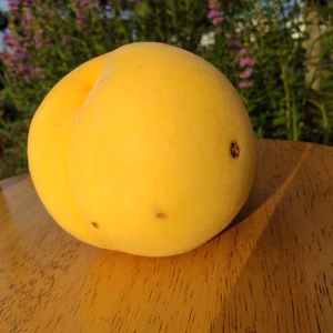 ☆夏の人気者☆【福島の桃　黄金桃】お買得！訳あり家庭用2～3キロ箱