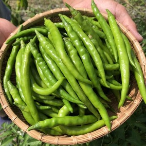 生唐辛子 品種 朝天 ５００g 農家漁師から産地直送の通販 ポケットマルシェ