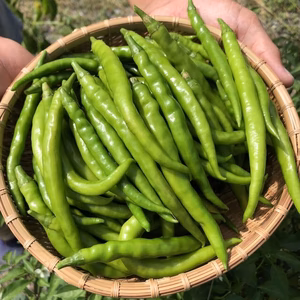 季節限定！生青唐辛子５００g『インドチリ』