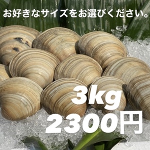 ホンビノス貝【3kg】