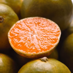 訳あり　極早生　有田みかん（北海道・沖縄配送不可）