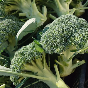 【群馬県知事出演！特別商品】限定野菜セット4品