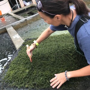 【期間限定：送料無料】堤彩子さんのプチっと海ぶどう