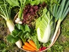 信州　冬野菜セット10品目【農薬・化学肥料不使用】