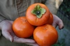〈12月発送〉大の果物好きが作るこだわりの富有柿【セット恵】4kg箱