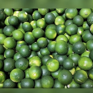 最終セール✩話題沸騰✩和歌山有田 爽やか青みかん