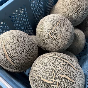 【一度食べたらメロンの虜♡】彩菜メロン(訳あり)