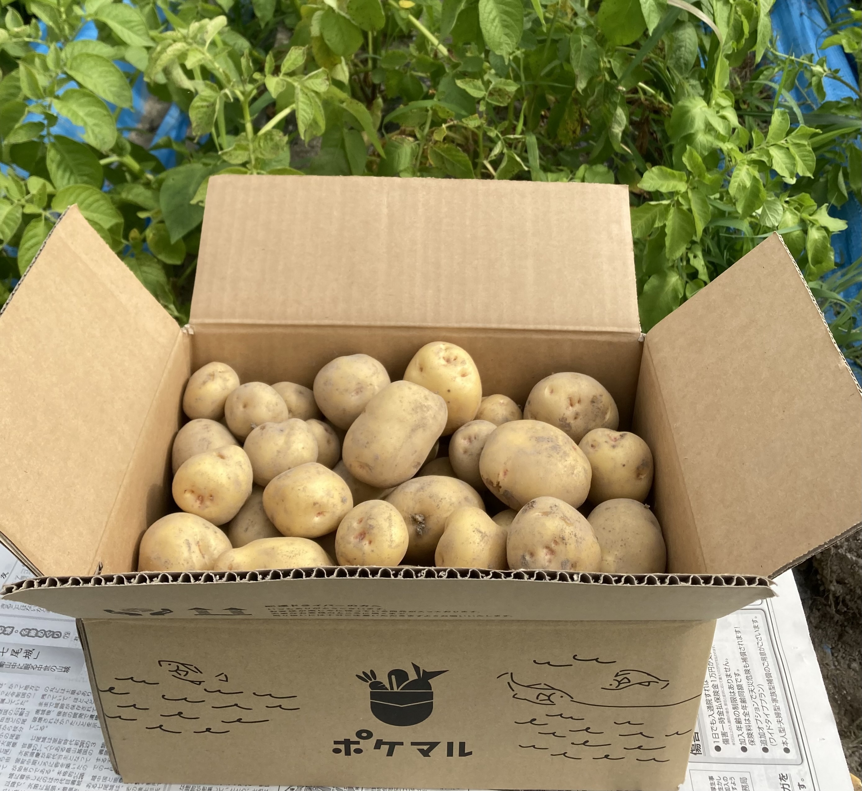 [ポケ段発送]高野山麓精進野菜 じゃがいも 80サイズの箱込みで約5kg