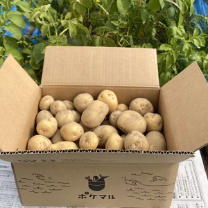 【ポケ段発送】高野山麓精進野菜　じゃがいも