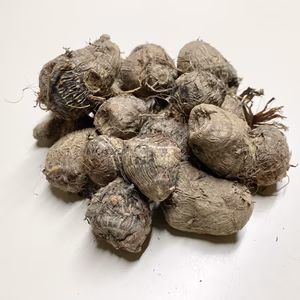 無農薬・ＪＡＳ有機栽培 里芋「サトイモ」さといも  訳アリ 小粒　