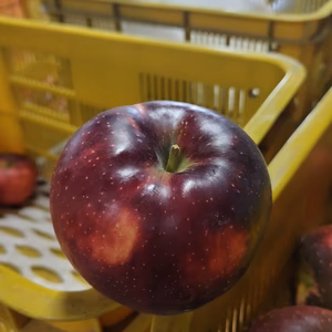 信州麻績村産葉取らず秋映