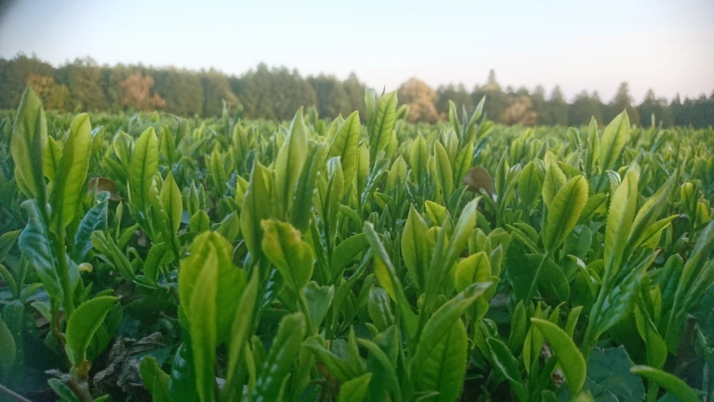 【有機栽培】スッキリとした口当たりの「島原玉緑茶」リーフ3本セット
